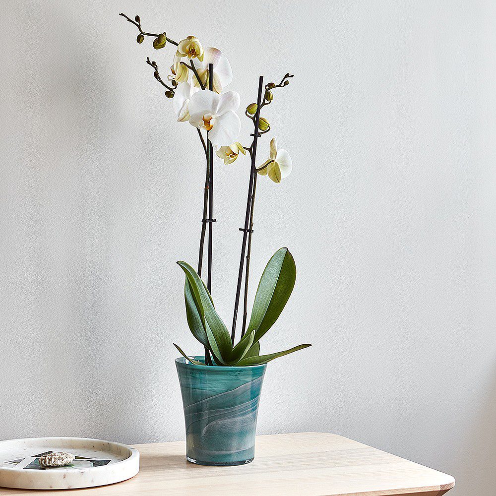 Ivyline Recycles Glass Orchid Pot – Aqua 5055352830961